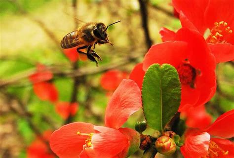 蜜蜂来家里做窝|蜜蜂入屋筑巢是什么征兆？